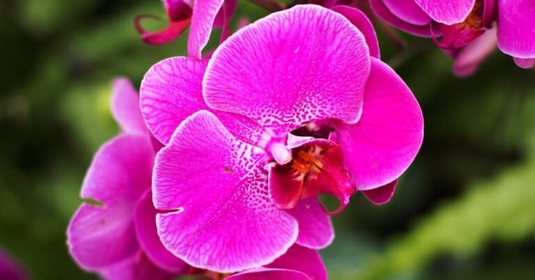 Orchidėjos gali pražysti ypač gausiai: viena laistymo klaida augalui kainuoja sveikatą