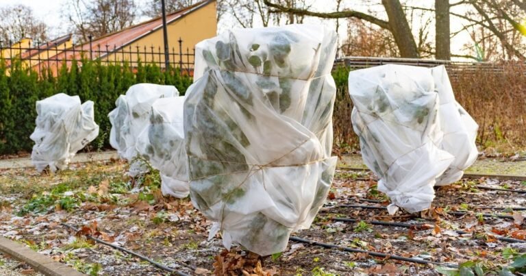 Šalčiai gali sunaikinti ne tik rožes: štai kada augalus dengti būtina, o kada – pavojinga